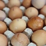 ¿Cuántos días pierden los huevos si están en la puerta del frigorífico con el pico hacia arriba? cuantos-dias-pierden-los-huevos-si-estan-en-la-puerta.jpg