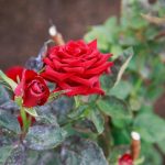 Cómo convertir las peladuras de patata en oro para las rosas: los residuos de cocina como mejor abono como-convertir-las-peladuras-de-patata-en-oro-para-las.jpg