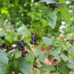 Cómo el agua hirviendo en primavera ayuda a las grosellas a despertarse y destruye los ácaros del riñón sin productos químicos como-el-agua-hirviendo-en-primavera-ayuda-a-las-grosellas.jpg