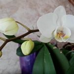 Cuánto hay que regar una orquídea para que no se pudran las raíces: mitos y verdades sobre la vida en un jarrón de cristal cuanto-hay-que-regar-una-orquidea-para-que-no-se.jpg