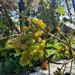 por-que-lloran-las-uvas-en-primavera-y-si-hay.jpg