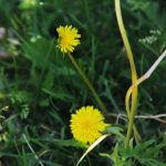 Por qué los horticultores experimentados arrancan de raíz los dientes de león: abono potásico de malas hierbas que no se pueden comprar por-que-los-horticultores-experimentados-arrancan-de-raiz-los-dientes.jpg