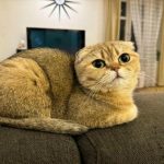 Qué ocurre si se alimenta a un gato sólo con comida seca: el mito de la humedad y los riñones atacados que-ocurre-si-se-alimenta-a-un-gato-solo-con.jpg